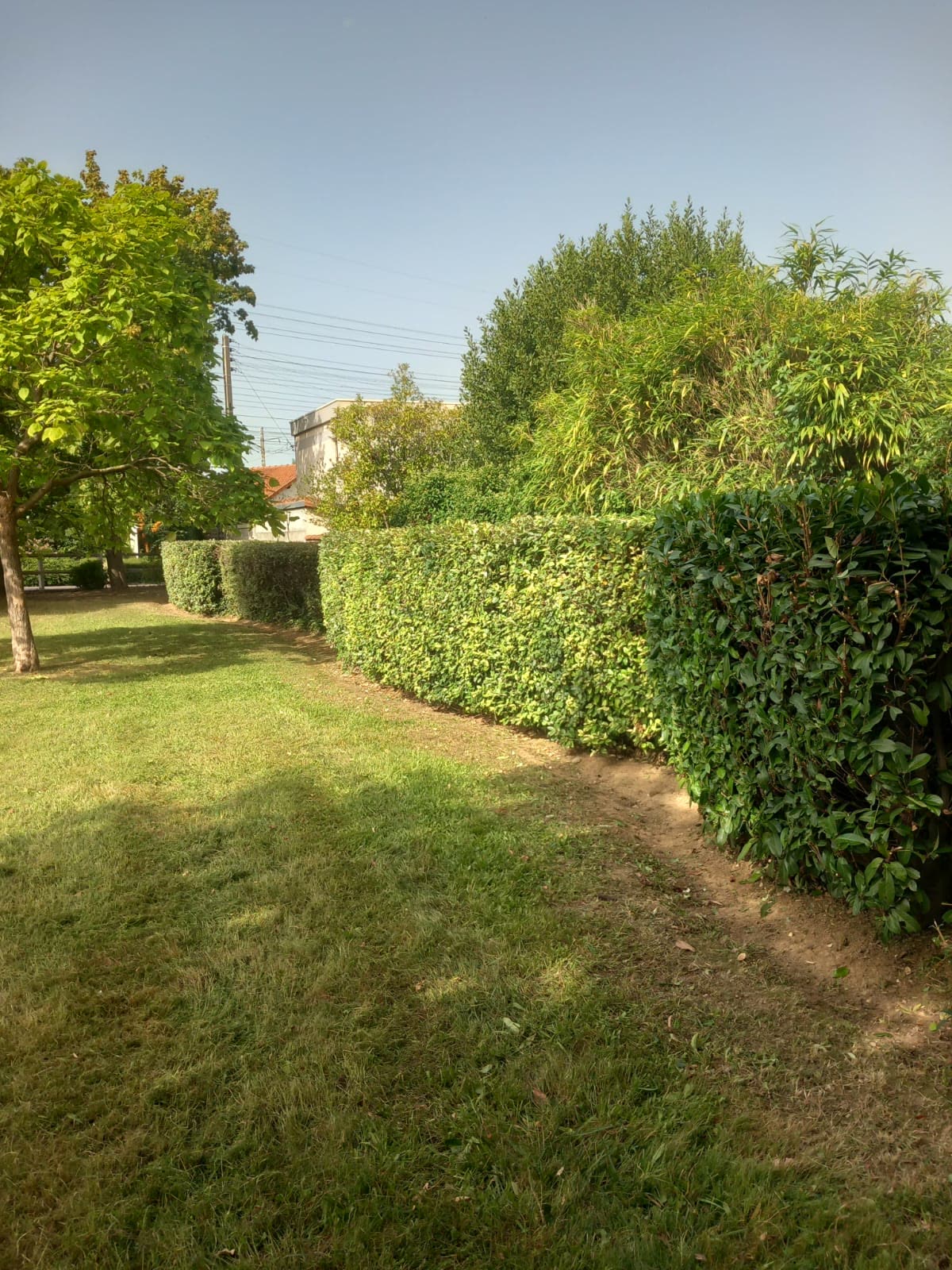 Taille nette d’une haie de jardin par un paysagiste en Seine-et-Marne